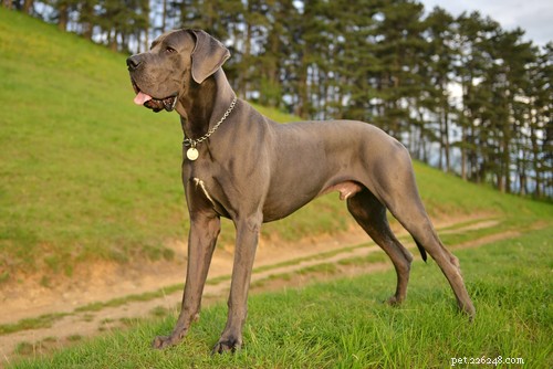 Top 20 Most Aggressive Dog Breeds: A Comprehensive Guide