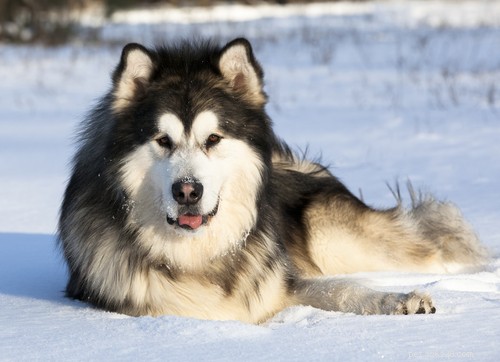 Top 20 Most Aggressive Dog Breeds: A Comprehensive Guide