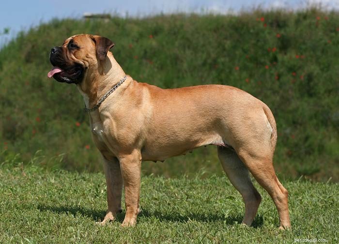 Top 20 Most Aggressive Dog Breeds: A Comprehensive Guide