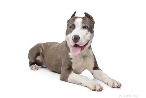 Top 20 Most Aggressive Dog Breeds: A Comprehensive Guide