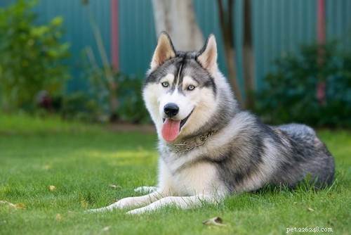 Top 20 Most Aggressive Dog Breeds: A Comprehensive Guide