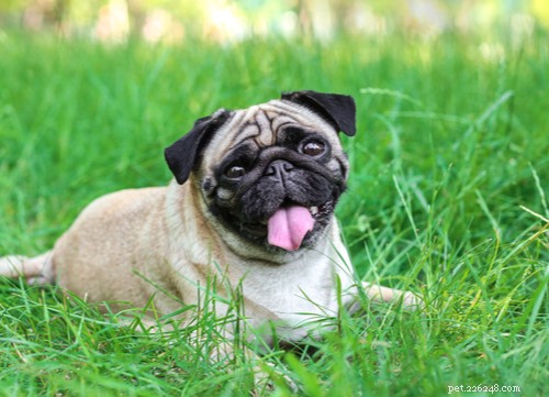 Top Dog Breeds Known for Their Affectionate Nature
