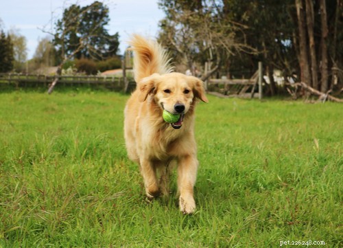 Top Dog Breeds Known for Their Affectionate Nature