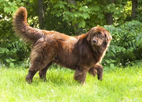 Top Dog Breeds Known for Their Affectionate Nature