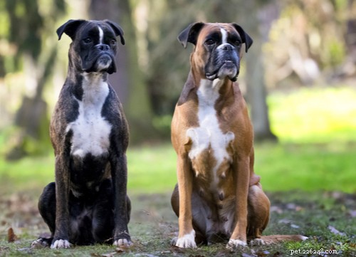 Top Dog Breeds Known for Their Affectionate Nature