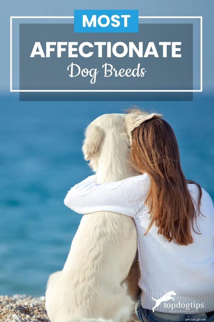 Top Dog Breeds Known for Their Affectionate Nature