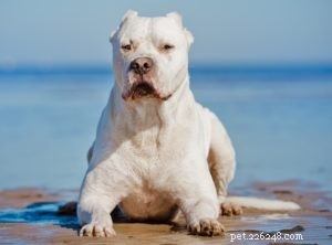 Top 20 Dog Breeds with the Most Powerful Bite Forces