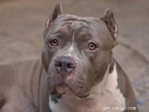 Top 20 Dog Breeds with the Most Powerful Bite Forces