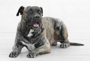 Top 20 Dog Breeds with the Most Powerful Bite Forces