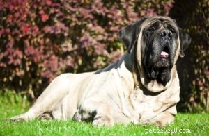 Top 20 Dog Breeds with the Most Powerful Bite Forces