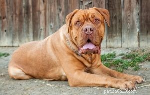 Top 20 Dog Breeds with the Most Powerful Bite Forces