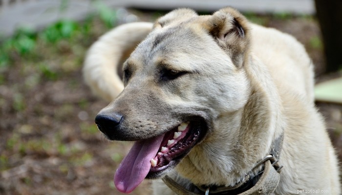 Top 20 Dog Breeds with the Most Powerful Bite Forces