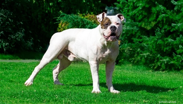 Top 20 Dog Breeds with the Most Powerful Bite Forces