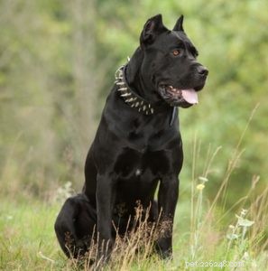 Top 20 Dog Breeds with the Most Powerful Bite Forces