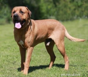 Top 20 Dog Breeds with the Most Powerful Bite Forces