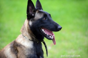 Top 20 Dog Breeds with the Most Powerful Bite Forces