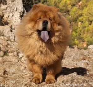 Top 20 Dog Breeds with the Most Powerful Bite Forces