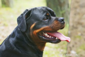 Top 20 Dog Breeds with the Most Powerful Bite Forces