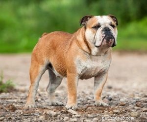Top 20 Dog Breeds with the Most Powerful Bite Forces