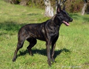 Top 20 Dog Breeds with the Most Powerful Bite Forces