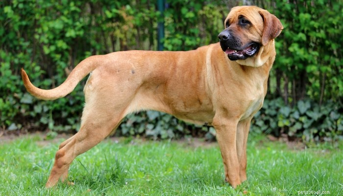 Top 20 Dog Breeds with the Most Powerful Bite Forces
