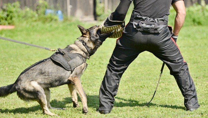 Top 20 Dog Breeds with the Most Powerful Bite Forces