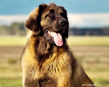 Top 20 Dog Breeds with the Most Powerful Bite Forces