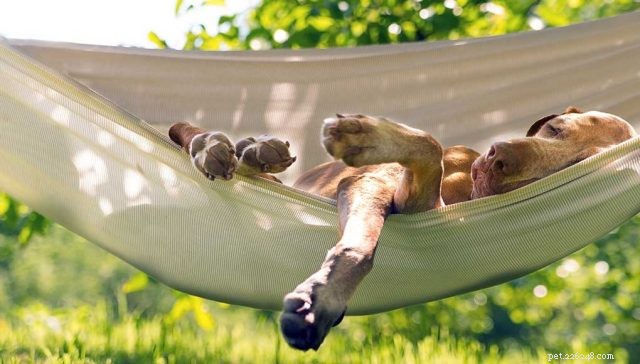 The Best Mellow Dog Breeds for a Calm Home