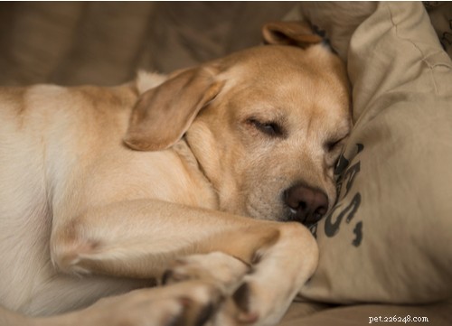 The Best Mellow Dog Breeds for a Calm Home