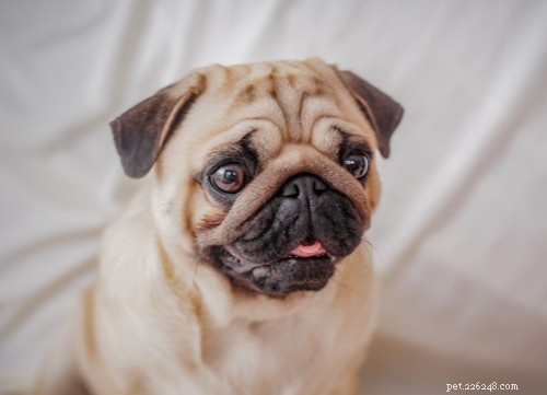 The Best Mellow Dog Breeds for a Calm Home