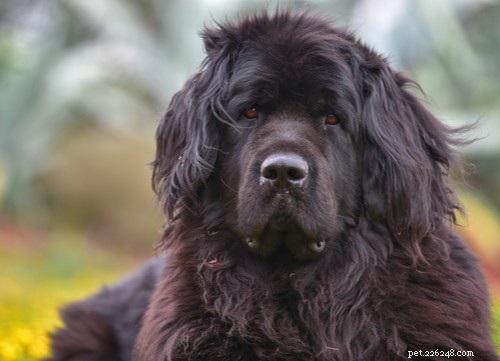 The Best Mellow Dog Breeds for a Calm Home