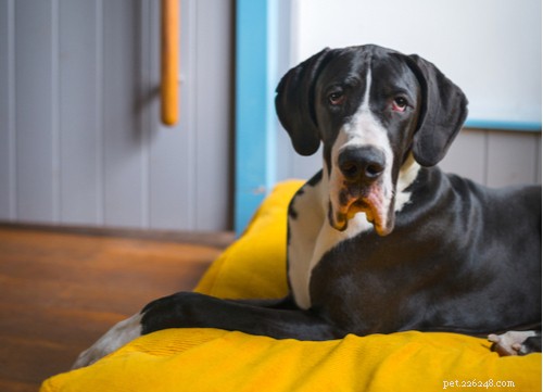 The Best Mellow Dog Breeds for a Calm Home