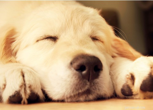 The Best Mellow Dog Breeds for a Calm Home