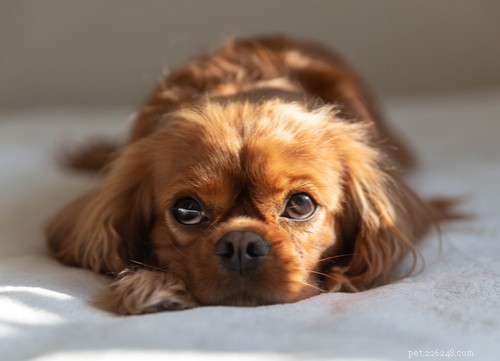 The Best Mellow Dog Breeds for a Calm Home