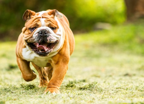 The Best Mellow Dog Breeds for a Calm Home