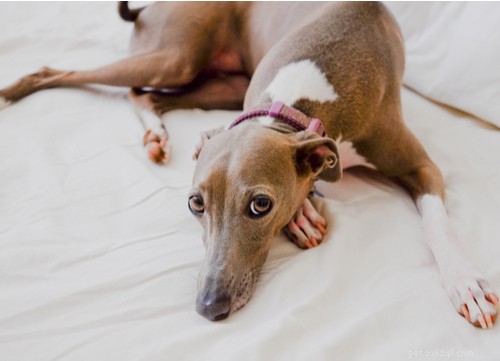 The Best Mellow Dog Breeds for a Calm Home