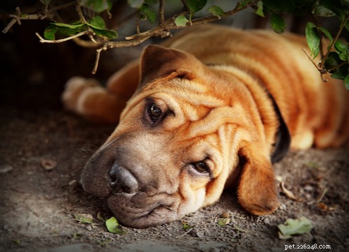 The Best Mellow Dog Breeds for a Calm Home