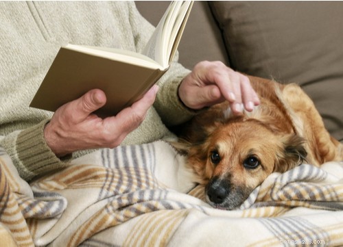 The Best Mellow Dog Breeds for a Calm Home