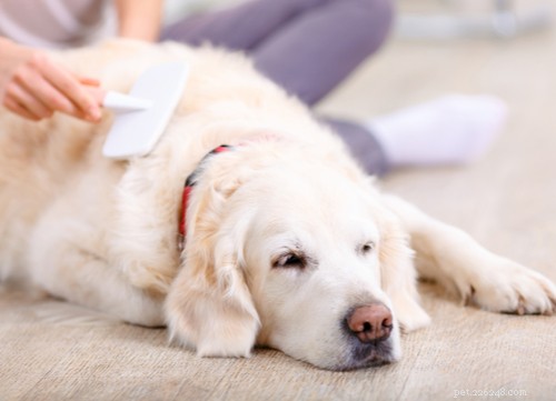 The Best Mellow Dog Breeds for a Calm Home