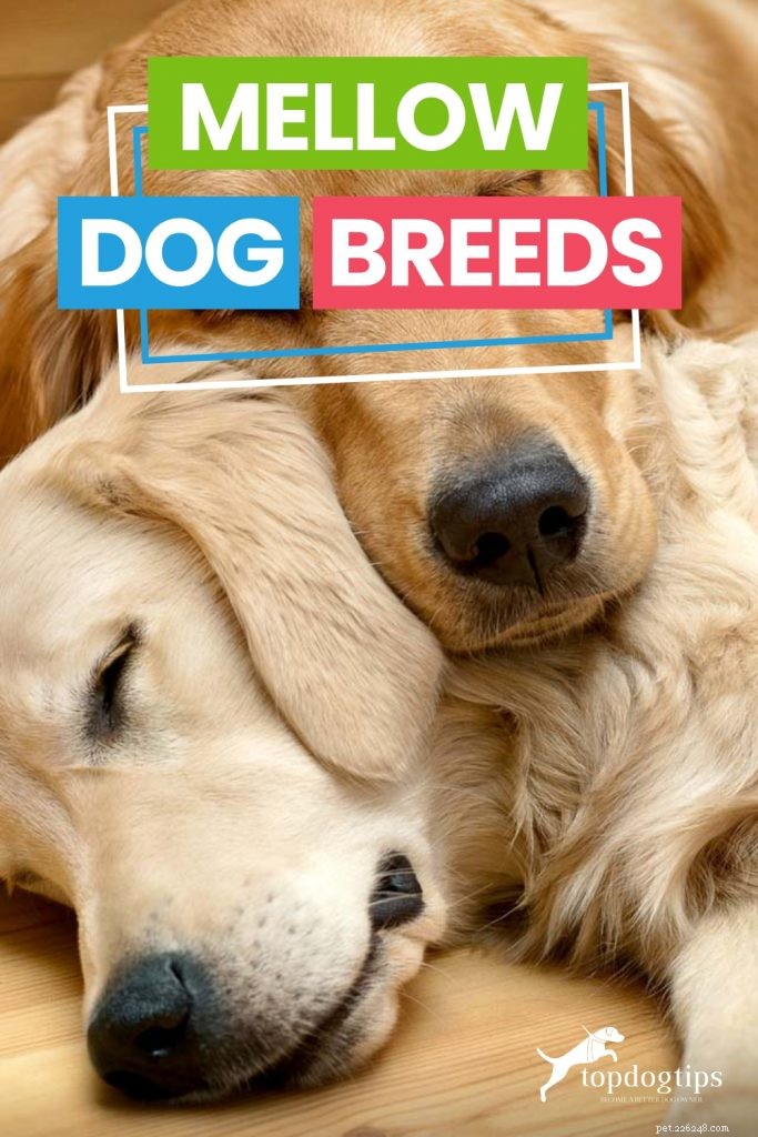 The Best Mellow Dog Breeds for a Calm Home