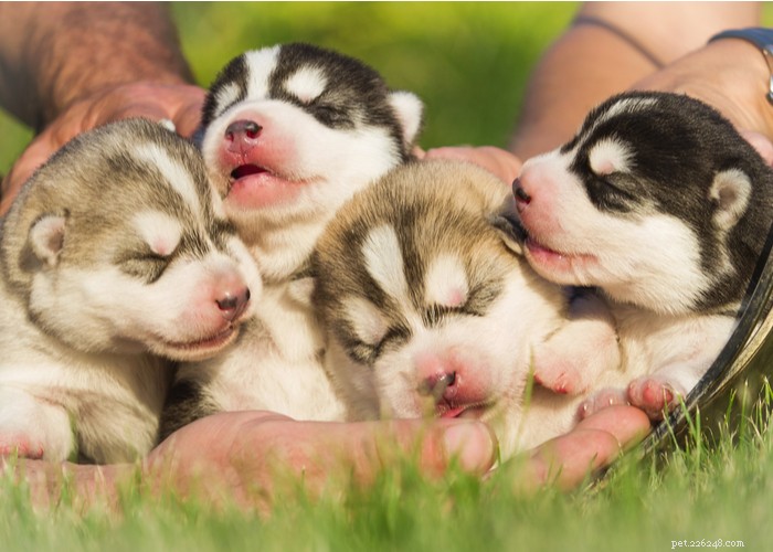 40 Trusted Dog Breeders Across the U.S. (2022)