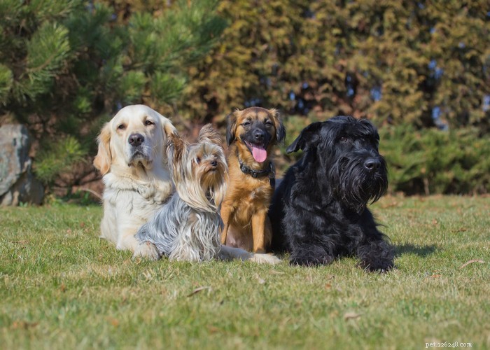40 Trusted Dog Breeders Across the U.S. (2022)