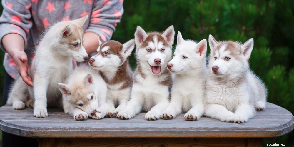 40 Trusted Dog Breeders Across the U.S. (2022)