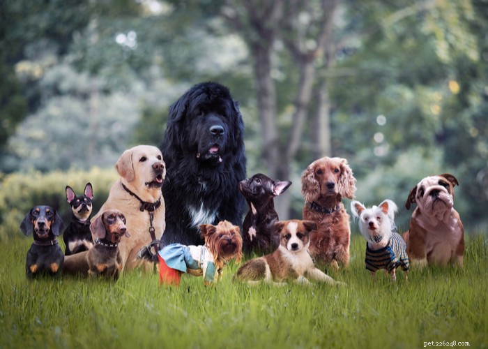 40 Trusted Dog Breeders Across the U.S. (2022)