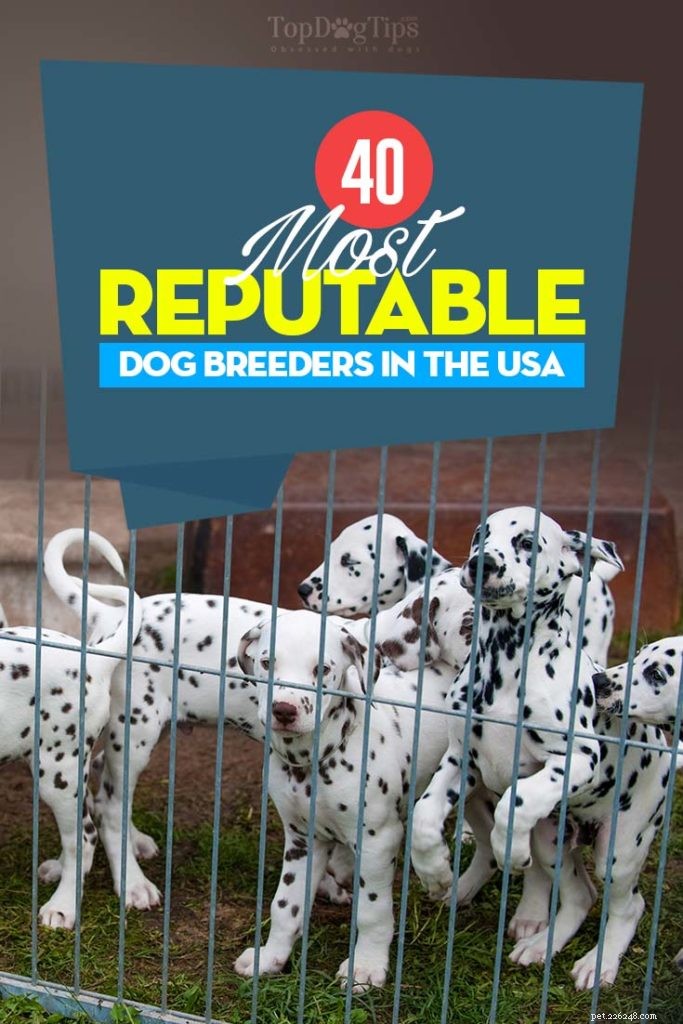 40 Trusted Dog Breeders Across the U.S. (2022)