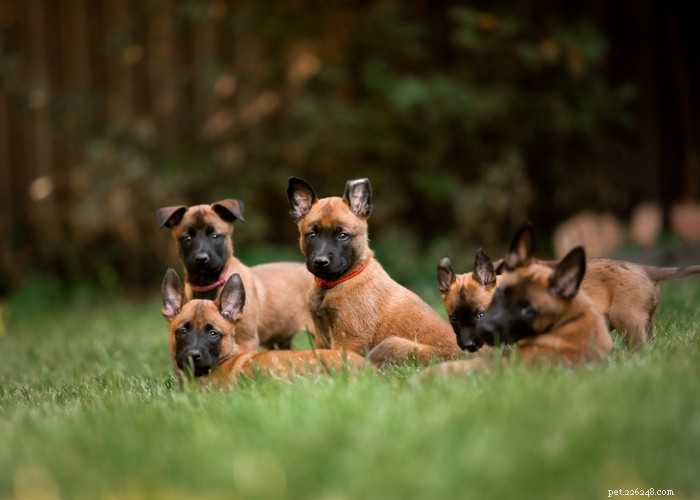40 Trusted Dog Breeders Across the U.S. (2022)