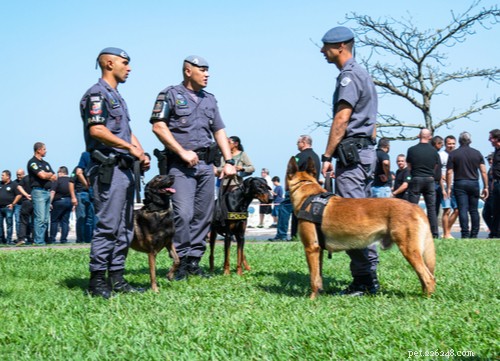 Military Dog Breeds: Elite Canine Partners in Service