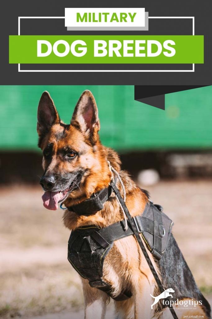 Military Dog Breeds: Elite Canine Partners in Service
