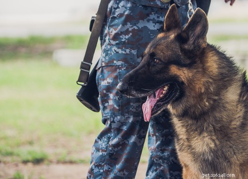 Military Dog Breeds: Elite Canine Partners in Service
