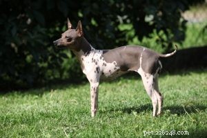 25 Budget-Friendly Dog Breeds: Affordable & Low-Maintenance Options
